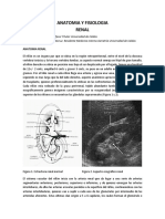 Anatomia y Fisiologia Renal