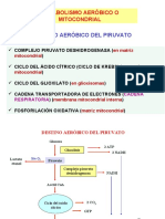 PDH y Ciclo Del Acido Citrico (Actualiz en 2020)