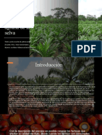 post cosecha de palma aceitera daivid sevillano