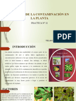 Practica11. Ef. de La Contaminacion en Las Plantas. Villar G.