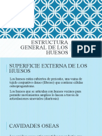 Estructura General de los Huesos