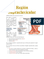 Región supraclavicular: plexo braquial, arteria subclavia y contenido