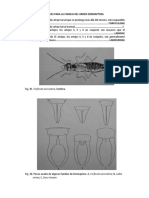 CLAVES Dermaptera, Psocoptera, Mallophaga, Anoplura, Thysanoptera