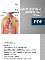 Sistem Respirasi