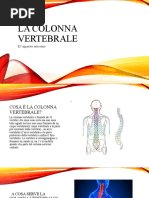 La Colonna Vertebrale