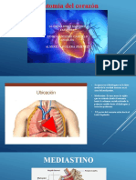 Anatomia Del Corazon