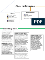 Principales plagas y enfermedades de la palma de aceite