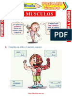 Los Musculos para Primer Grado de Primaria