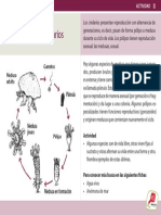 013 Ciclo de Vida de Cnidarios