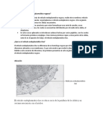 Qué es el retículo endoplasmático rugoso y liso