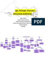 Mapa conceptualOsteología, Miología, Mucosas y estructuras anatómicas