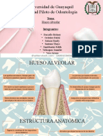 Hueso alveolar-Expo-Histología