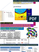 Sintesis de Proteinas y Bases Moleculares de Las Mutaciones.