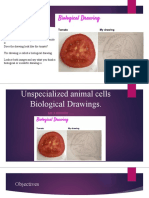  Unspecilaised Animal Cells 