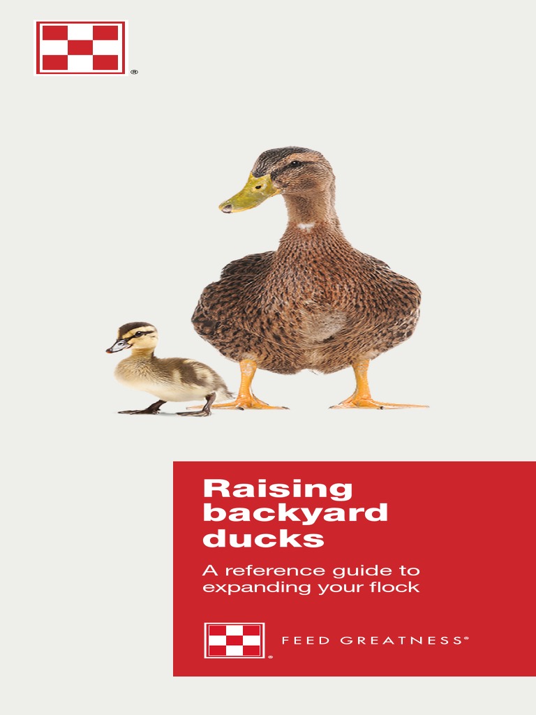 Raising Backyard Ducks | Descargar gratis PDF | Chicken | Duck