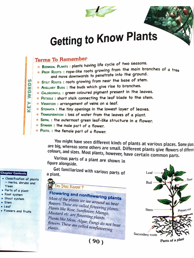 Understanding Plant Parts for Class 6 | PDF | Leaf | Root