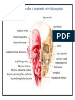 Sistemul Muscular Și Anatomia Estetică A Capului