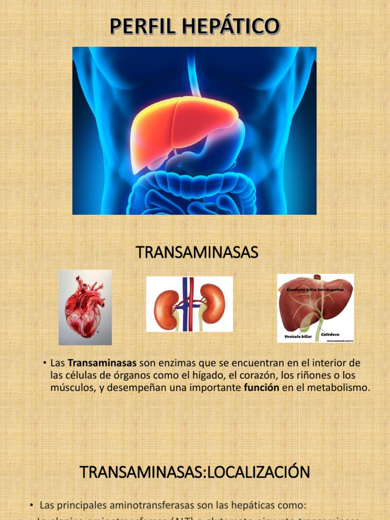 Elevación de Enzimas Hepáticas: AST y GGT | PDF | Transaminasa ...