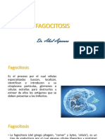 Fagocitosis P