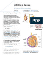 Histologia do sistema reprodutor masculino