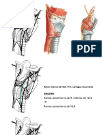 Anastomosis NLS NLS 1