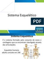 Sistema Esquelético