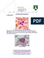 Segmented The Nucleus Is Frequently Multi-Lobed With Lobes