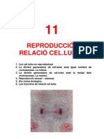 T11 Rep Celular Mitosi I Meiosi 1011