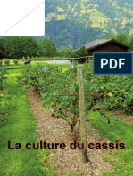 La Culture Du Cassis