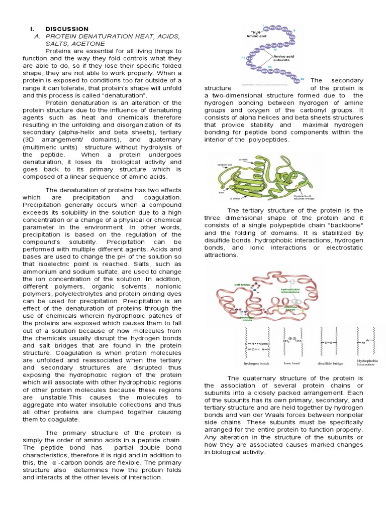Protein Denaturation and Coagulation | PDF | Denaturation (Biochemistry ...