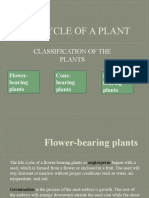 Life Cycle of Plants: Flower, Cone, and Spore-Bearing