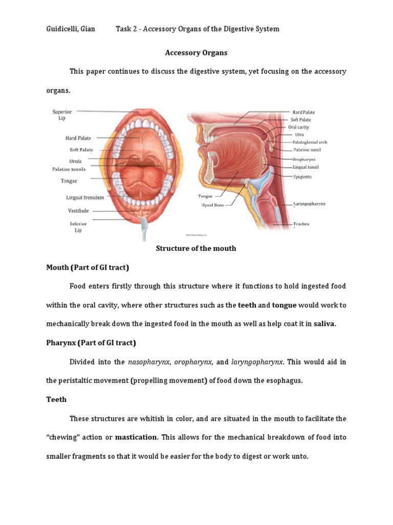Accessory organs aid digestion PDF Human Digestive System Digestion