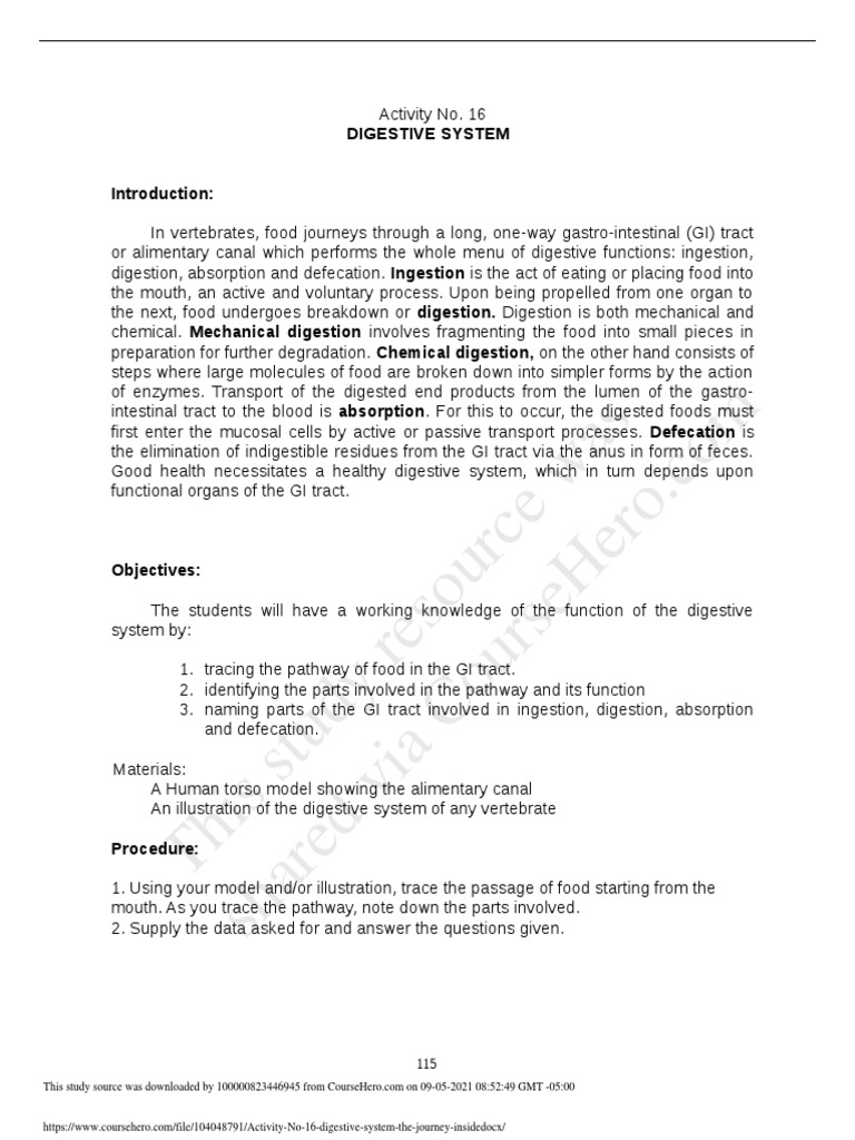 Digestive System Pathway Activity | PDF | Digestion | Gastrointestinal ...