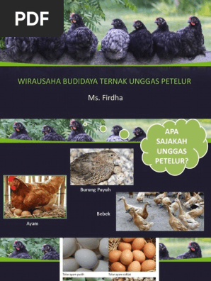 9100 Koleksi Gambar Unggas Petelur HD Terbaik