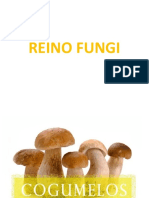 Reino Fungi