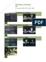 Deficiencias de Nutrientes en Plantas de Alfalfa y Trebol