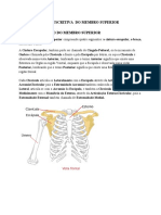 Ossos Dos Membros Superiores