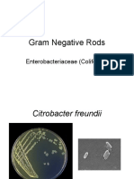 Gram Negative Rods: Enterobacteriaceae (Coliforms)
