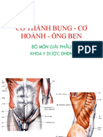 9. Cơ Thành Bụng Ống Bẹn PDF