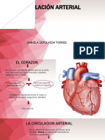 circulacion arterial presentacion1