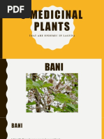 Almaciga Tree: Agathis Philippinensis Overview | PDF | Trees | Pinophyta