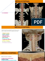 preinforme -anatomia