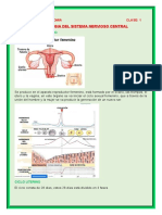 Embriologia Del Sistema Nervioso Central