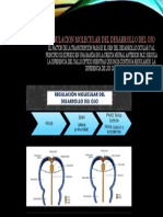 Regulacion Molecular Del Desarrollo Del Ojo