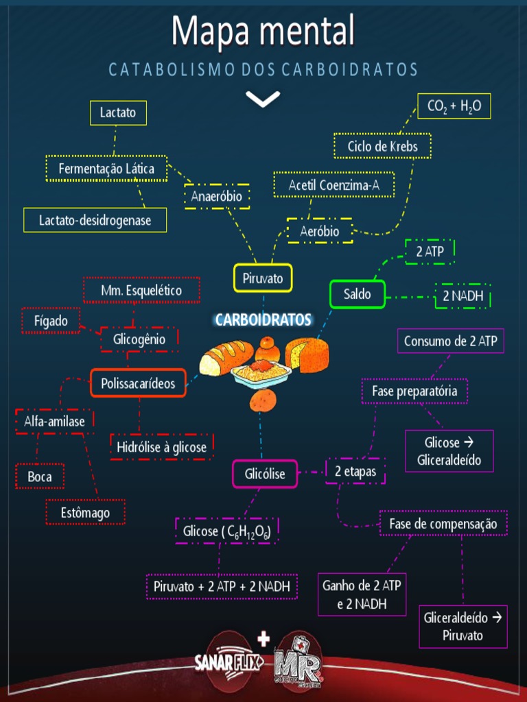Mapa Mental do Catabolismo de Carboidratos | PDF | Ciências e Matemática
