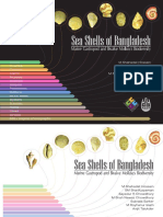 Sea Shells of Bangladesh - Marin - Hossain, M.S