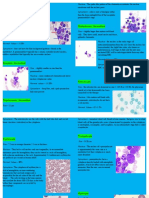 Atlas of The Blood Cells: Pronormoblast Orthochromic Normoblast