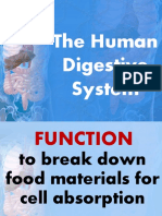 Digestive System2010