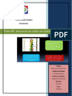 Tarea #6 Integración de Células en Tejidos (WLBP) .