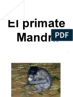 01 El Mandril